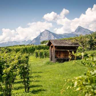Les vignobles de la Bünder Herrschaft © Heidiland Tourismus