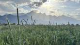 Vue sur une prairie estivale, en direction du lever du soleil au-dessus du Falknis