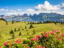 Prairie d'été juteuse au Flumserberg