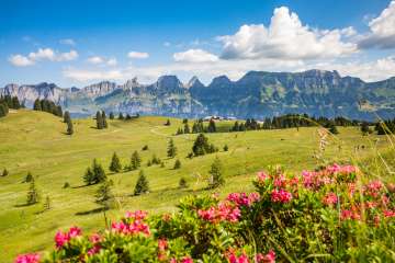 Prairie d'été juteuse au Flumserberg Prairie d'été juteuse au Flumserberg