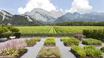 Domaine viticole Davaz