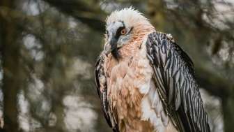 Observation de la faune : gypaète barbu et aigle royal