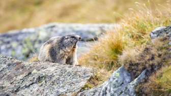 Observation de la marmotte Marmotte sifflante assise sur une pierre