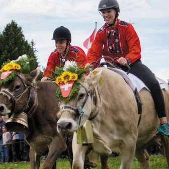 Course de vaches 03aa7e69