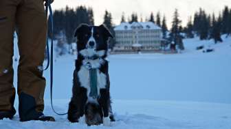 Hiver, neige, Seebenalp, Flumserberg, chien, randonnée hivernale