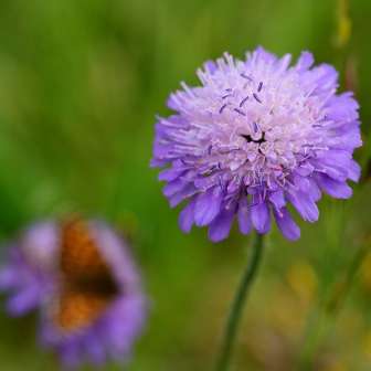 Quinte, fleur de veuve