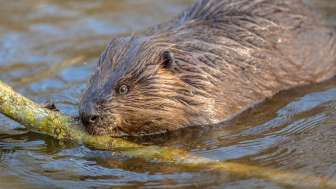 Observation de la faune sauvage - castor