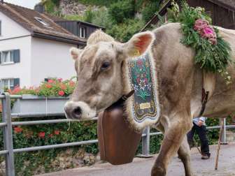 Désalpe, vaches, Mels