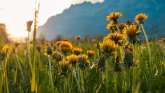 2025, coucher de soleil, montagnes, fleurs, prairie fleurie, Churfirsten, printemps, paysage et nature, pissenlits, coucher de soleil, prairie, nuages