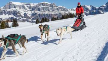 Chiens, Husky, Randonnées en Husky, Traîneau à chiens