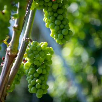 Vignes