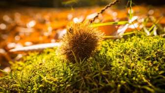 Châtaigneraie de Murg