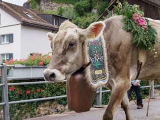 Désalpe, vaches, Mels