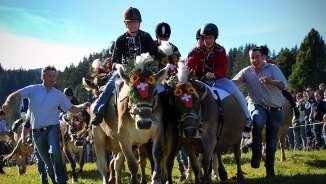 Course de vaches au Flumserberg Course de vaches au Flumserberg