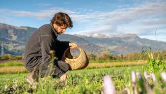 Safran_Fläsch Fläsch, fleur, Bündner Bündner Herrschaft, plante