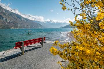 2025, perspective, vue, banc, montagnes, forsythia, arbre de forsythia, printemps, jaune, paysage et nature, arbre de Pâques, banc rouge, lac, banc public, plongeoir, pierres, rive, lac de Walenstadt, eau, vagues, nuages