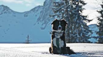 Hiver, neige, Seebenalp, Flumserberg, chien, randonnée hivernale