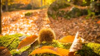 Chemin des châtaigniers_Vallée de la Meuse Sentier des châtaignes, châtaignes, automne doré, forêt, vallée de la Murg, promenade, marrons, Murg, feuilles