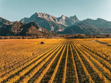 Vigne_Bündner Herrschaft_automne Fläsch, couleurs d'automne, Falknis, vignes, Bündner Herrschaft