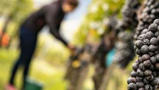 vignoble, vigne, vignes, Grisons, Bündner Herrschaft, Maienfeld, raisins