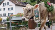Désalpe, vaches, Mels