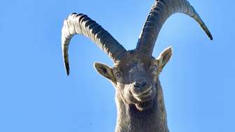 Capricorne © Heidiland Tourismus