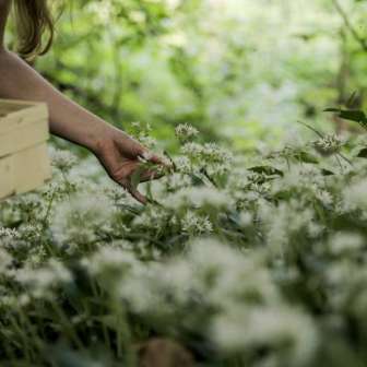 Cueillir de l'ail des ours