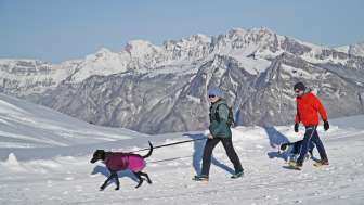 Groupe de cors des Alpes Pardiel, chien, planches, Pizol, neige, randonnée hivernale