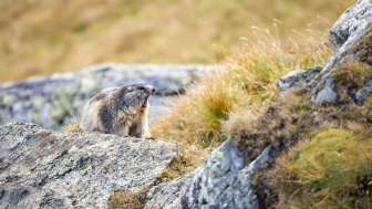 Observation de la faune Marmotte