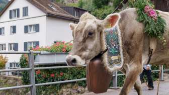 Désalpe, vaches, Mels