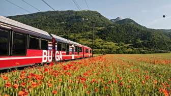 Un train rouge du Räthische Bahn passe devant un champ de coquelicots en fleurs