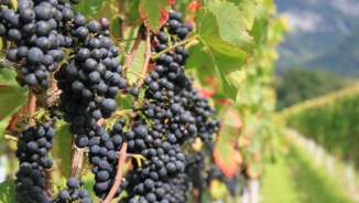 Vignobles_Bündner Herrschaft vin, montagne