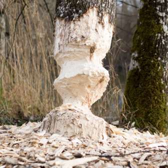 Tronc d'arbre et castor © Heidiland Tourismus