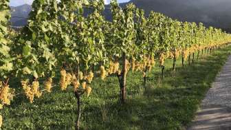 Luzi Boner Viticulture bio et distillerie