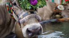 Désalpe, vaches, Mels