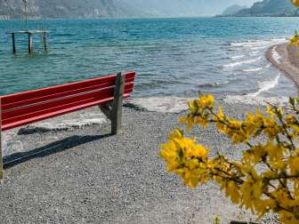 2025, perspective, vue, banc, montagnes, forsythia, arbre de forsythia, printemps, jaune, paysage et nature, arbre de Pâques, banc rouge, lac, banc public, plongeoir, pierres, rive, lac de Walenstadt, eau, vagues, nuages