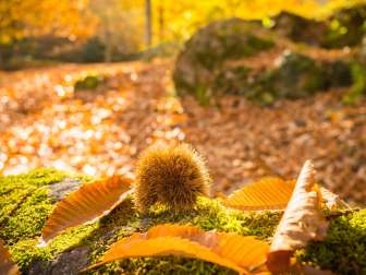 Sentier des châtaignes, châtaignes, automne doré, forêt, vallée de la Murg, promenade, marrons, Murg, feuilles