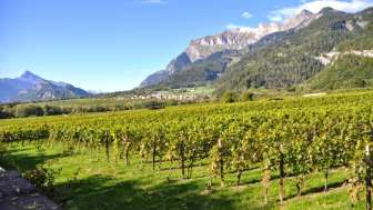 Domaine viticole Anjan Boner