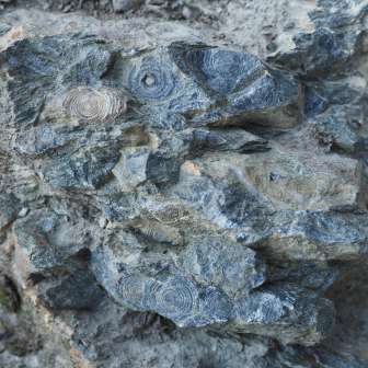 Nummulites ; © Alpinasol.ch