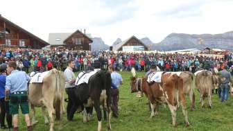 Alpchäsmarkt Flumserberg et Kuhrennen