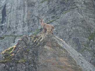 Capricorne dans la réserve de chasse de Graue Hörner, près de Weisstannen
