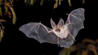 Observation de la faune Chauve-souris