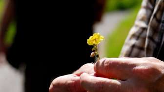 Quintes, hélianthèmes