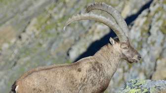 bouquetin, Calfeisental, animaux, expériences en montagne été