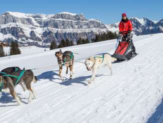 Randonnée en husky au Flumserberg Chiens, Husky, Randonnées en Husky, Traîneau à chiens