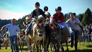 Course de vaches au Flumserberg