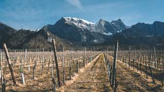 Domaine viticole Davaz