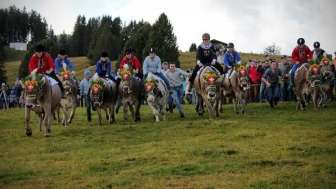 Marché de l'Alpchaes à Flumserberg, course de vaches d093156a