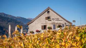 Vieille vigne en automne