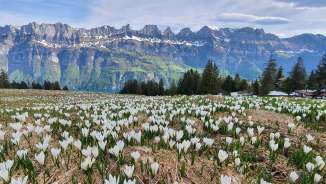 Printemps des montagnes au Flumserberg Printemps des montagnes, fleurs de montagne
